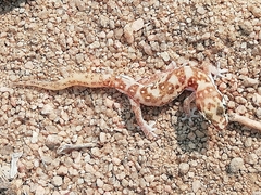 Pachydactylus punctatus
