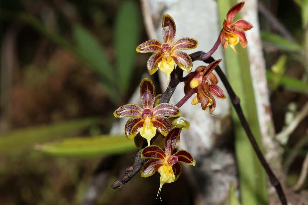 Cleisostoma birmanicum (Cleisostoma birmanicum)