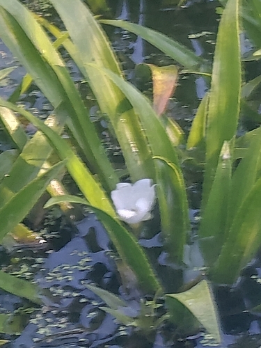 Water-soldier
