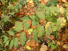 Spiraea chamaedryfolia