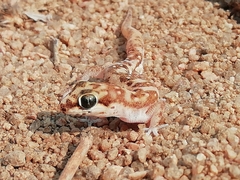 Pachydactylus punctatus