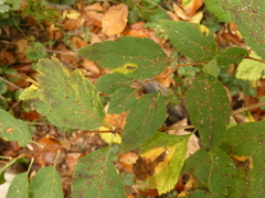 Spiraea chamaedryfolia