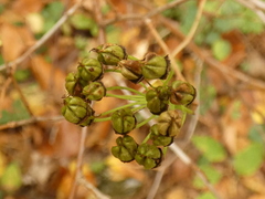 Spiraea chamaedryfolia