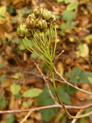 Spiraea chamaedryfolia