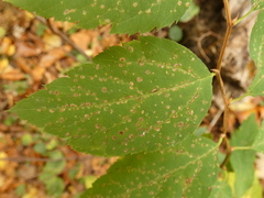 Spiraea chamaedryfolia