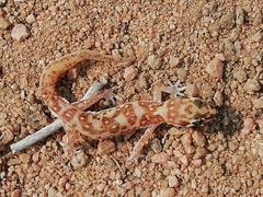 Pachydactylus punctatus