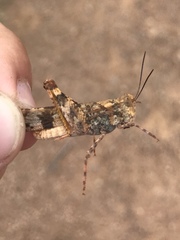 Trimerotropis saxatilis