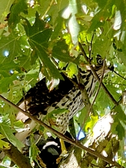 Accipiter cooperii