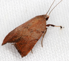 Tortricopsis semijunctella