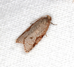 Meritastis piperata