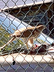 Accipiter cooperii