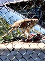 Accipiter cooperii
