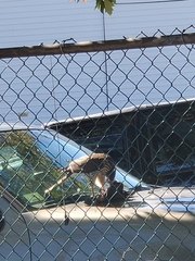 Accipiter cooperii
