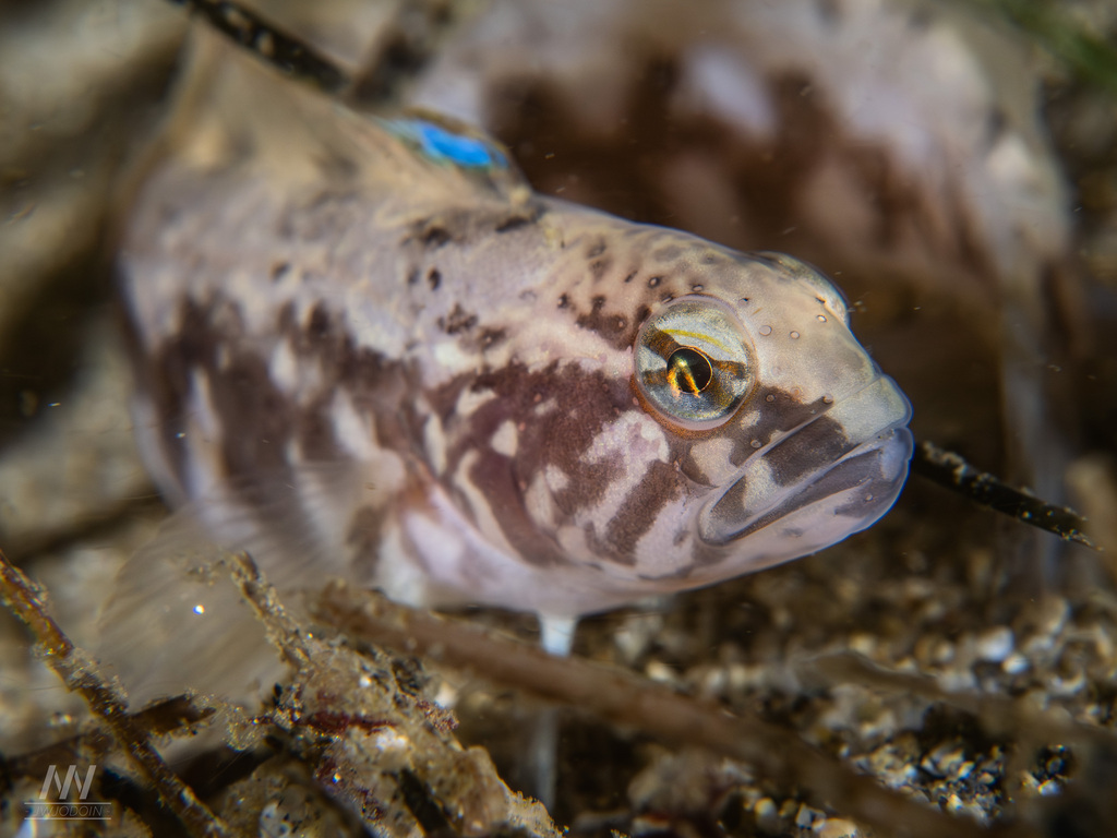 Bluebanded Ronquil