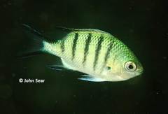 Abudefduf whitleyi