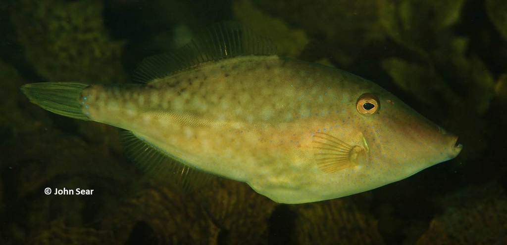 Acanthaluteres