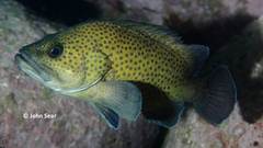 Acanthistius ocellatus