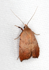 Tortricopsis semijunctella