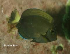 Acanthurus dussumieri