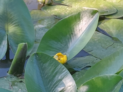 yellow water-lily
