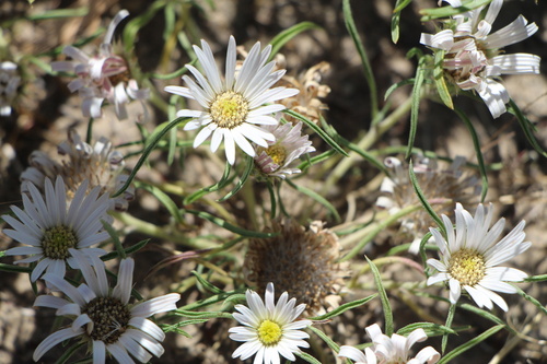 Largeflower Ground-Daisy (Townsendia grandiflora)