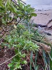 Brachyglottis perdicioides, photograph author not stated, no rights reserved