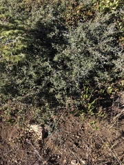 Ceanothus cordulatus