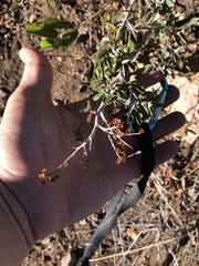 Ceanothus cordulatus