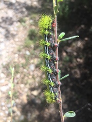Automeris zephyria