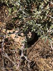 Ceanothus cordulatus