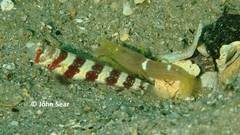 Amblyeleotris wheeleri