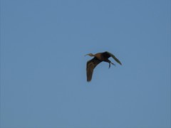 Plegadis chihi
