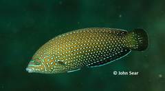 Anampses caeruleopunctatus