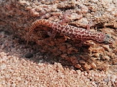 Pachydactylus