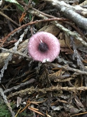 Leucoagaricus roseilividus