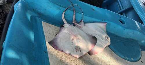 Stingray