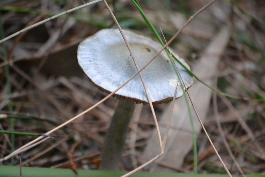 Cortinarius rotundisporus · July 2025 · photo: © riainnature (iNaturalist, cc-by)