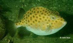 Anoplocapros inermis