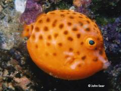 Anoplocapros inermis