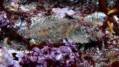 Aploactisoma milesii