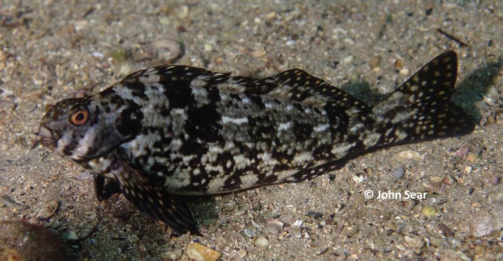 Rock Cale from Cabbage Tree Bay, AU-NS-MN, AU-NS, AU on June 23, 2014 ...
