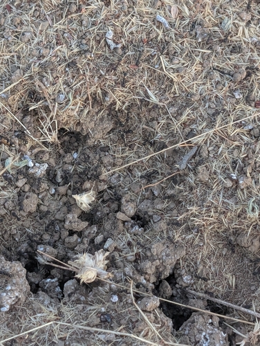 iNaturalist observation photo of Andre's Harvester Ant