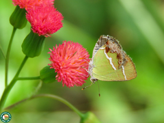 Chlorostrymon simaethis simaethis