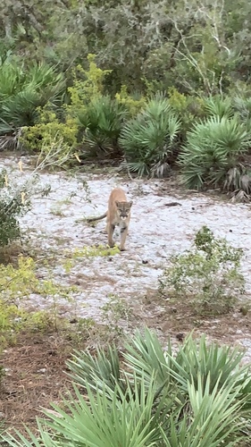 North American Mountain Lion photographed in Florida