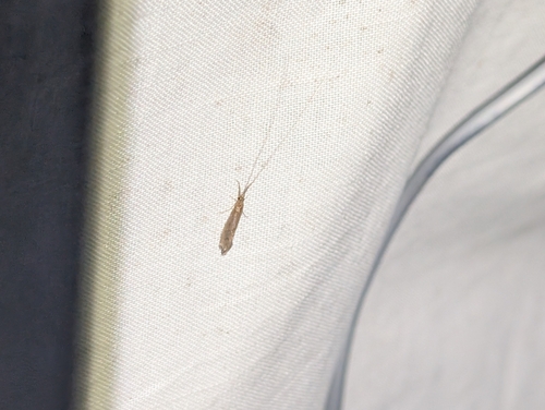 iNaturalist observation photo of Long-horned Caddisflies