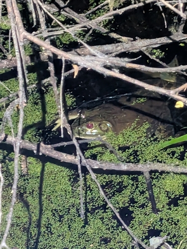 iNaturalist observation photo of American Bullfrog