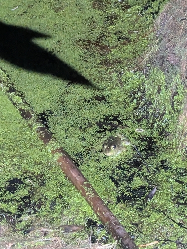 iNaturalist observation photo of American Bullfrog