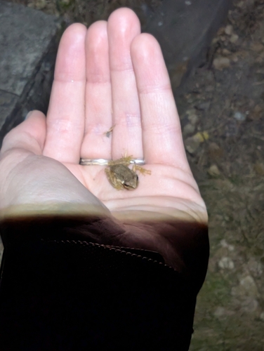 iNaturalist observation photo of Pacific chorus frog