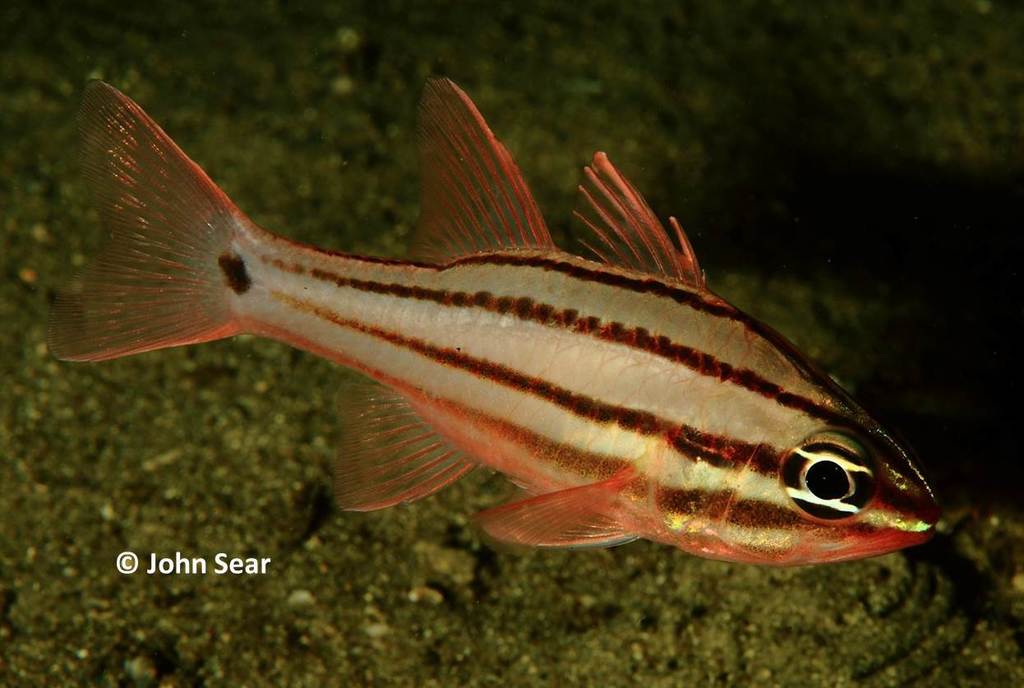 Cvardinalfish Fourline Cardinalfish from Cabbage Tree Bay, AU-NS-MN, AU-NS, AU on ...