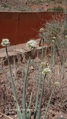 Allium galanthum, photograph (c) Михаил Орлов, some rights reserved (CC BY)